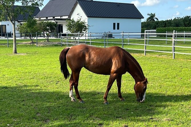 1 hour of ATV + 1 hour horse ride-- free videos and pictures - Practical advice for a smoother day