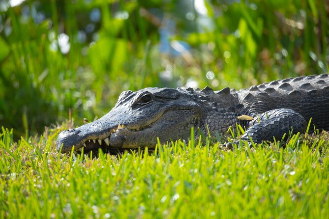 1 hr Private Airboat Everglades Tour near Miami - Why the private format can be worth $225