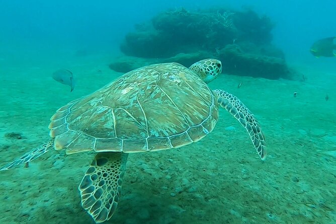 2 ½ - Hour Guided Snorkel Tour of Phil Foster park, Free Videos! - Key points before you book