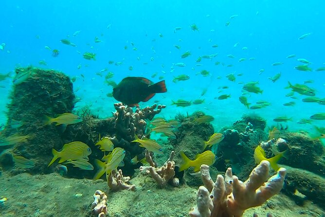 2 ½ - Hour Guided Snorkel Tour of Phil Foster park, Free Videos! - Why Phil Foster Park makes a memorable snorkel stop