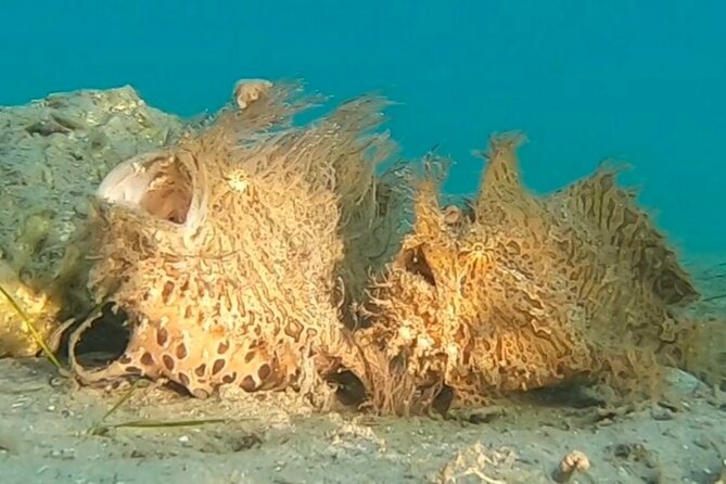 2 ½ - Hour Guided Snorkel Tour of Phil Foster park, Free Videos! - A short swim to reef, sand, and seagrass
