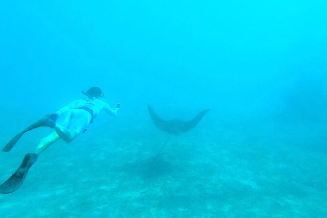 2 ½ - Hour Guided Snorkel Tour of Phil Foster park, Free Videos! - What you might see beneath the bridge