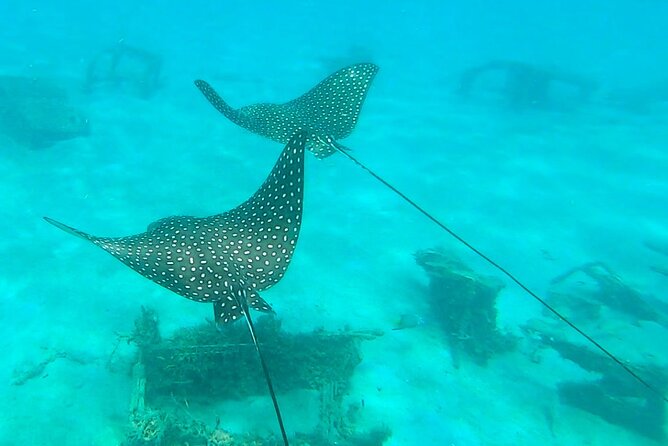 2 ½ - Hour Guided Snorkel Tour of Phil Foster park, Free Videos! - What $44 includes, and where the value lies