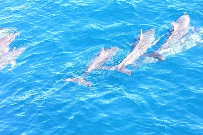 6-Hour Sailing Charter from Fort Lauderdale - Wildlife sightings are possible, not promised