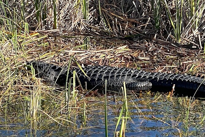 60 min. Everglades Airboat ride & pick-up ,small group +pro guide - Wildlife sightings depend on nature, not the schedule