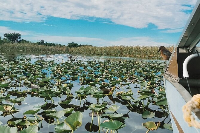 60 min. Everglades Airboat ride & pick-up ,small group +pro guide - The 20-minute alligator show adds a family-friendly finish