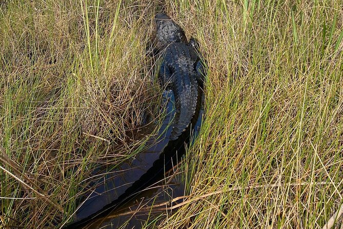 60 Minute Small Group Semi Private Everglades River Of Grass Airboat Charter - Is $79 a fair price for 60 minutes?
