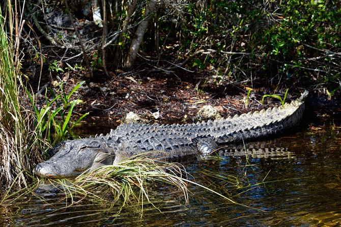 60 Minute Small Group Semi Private Everglades River Of Grass Airboat Charter - Who should book this Everglades outing?