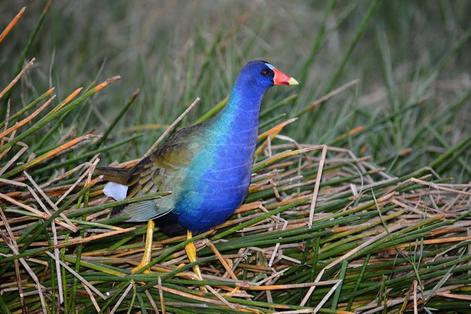 60 Minute Small Group Semi Private Everglades River Of Grass Airboat Charter - Practical planning for the meeting point