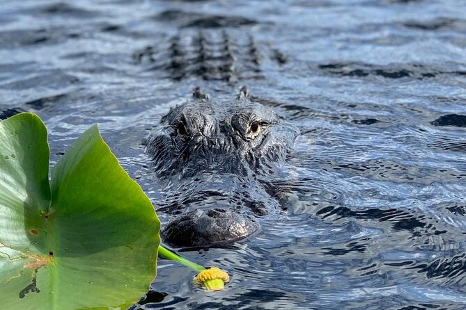 60 Minutes Small Group Everglades Airboat Ride in Miami - Heading into the back river
