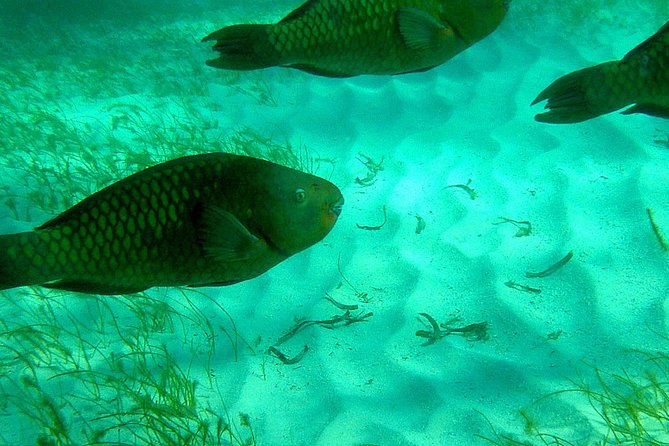 A Unique Private Snorkel Tour of Key Largo - Why a private Key Largo boat matters