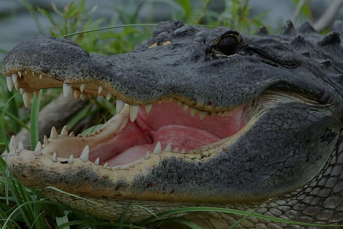 Airboat Rides Florida Everglades Captain Wayne - Key points to know before booking