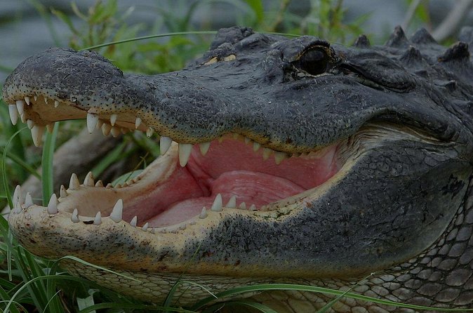 Airboat Rides Florida Everglades Captain Wayne - Is $125 per person a fair price?