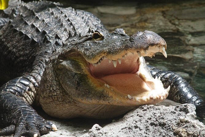 Airboat Rides in West Palm Beach Captain Wayne - A One-Hour Airboat Introduction to the Everglades