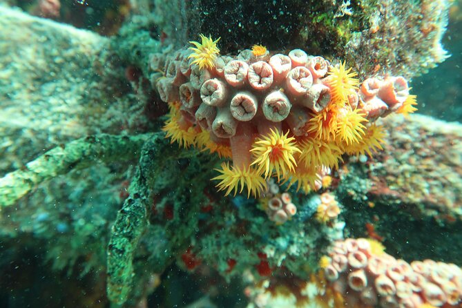 Atlantic Ocean Snorkeling Experience - Key points to know before you book