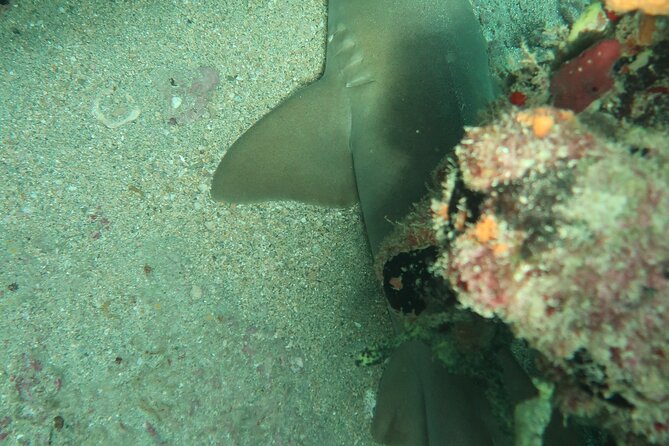Atlantic Ocean Snorkeling Experience - The short safety briefing matters
