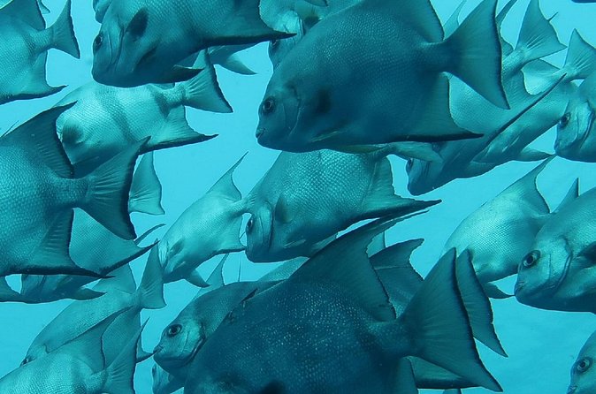 Atlantic Ocean Snorkeling Experience - What you might see over the reef
