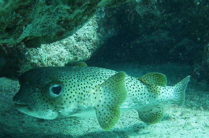 Atlantic Ocean Snorkeling Experience - A private trip changes the pace