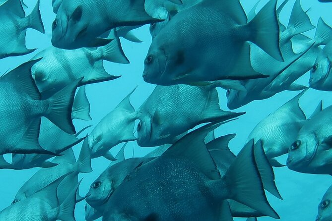 Atlantic Ocean Snorkeling Experience - Underwater photos can be a valuable bonus