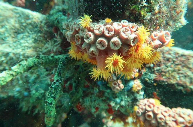 Atlantic Ocean Snorkeling Experience - Is $79 a fair price?