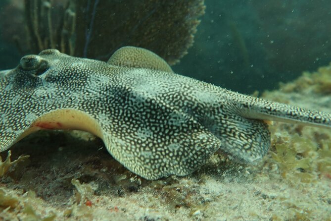Atlantic Ocean Snorkeling Experience - Who should book this snorkeling experience?