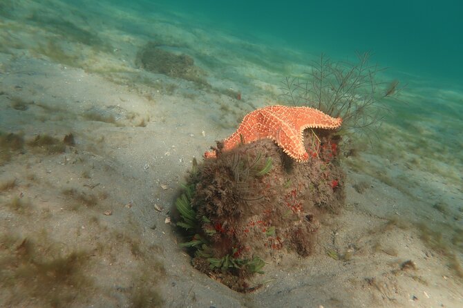 Atlantic Ocean Snorkeling Experience - Walking from the beach to the Atlantic reef