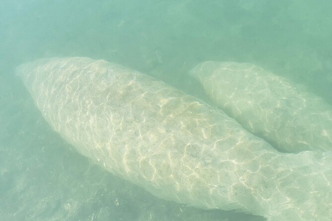 Beginner Friendly Island Snorkeling - Starting at 10800 Collins Avenue