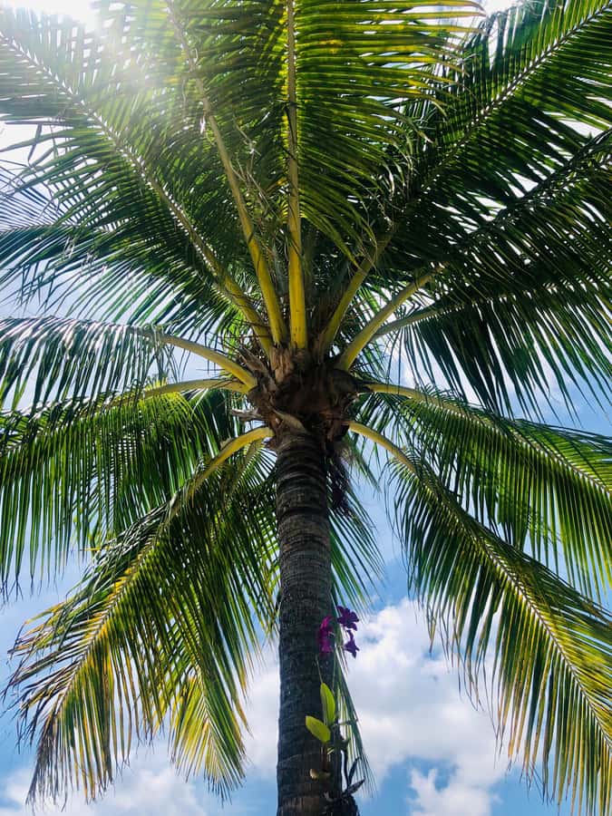 Bite of the Beach, a Lauderdale by the Sea Walking Food Tour - Local art adds a welcome change of pace