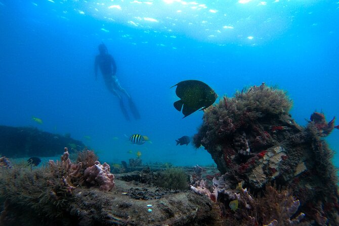 Blue Heron Bridge Guided Snorkel Tour - What you may see in six to 10 feet of water