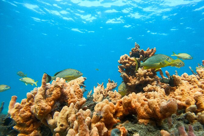 Blue Heron Bridge Guided Snorkel Tour - Is $80 a fair price?