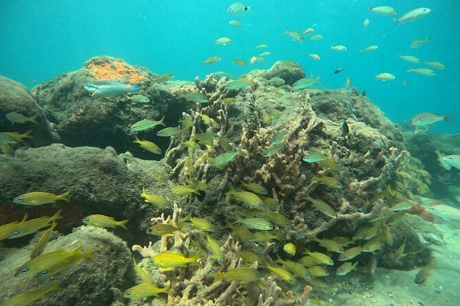 Blue Heron Bridge Guided Snorkel Tour - Who should book this Blue Heron Bridge snorkel?