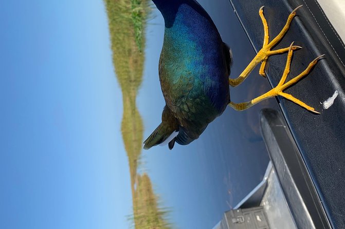 Captain Willy Airboat - Key points at a glance