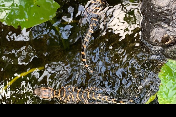 Captain Willy Airboat - Why this Miami airboat ride feels different