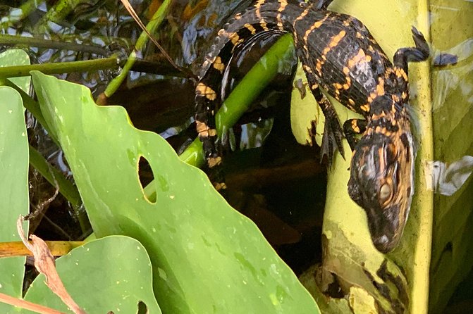 Captain Willy Airboat - Through channels, sawgrass, and shallow water