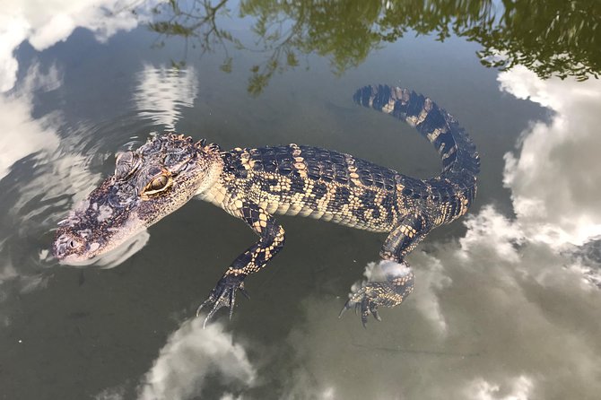 Captain Willy Airboat - The first minutes on the airboat