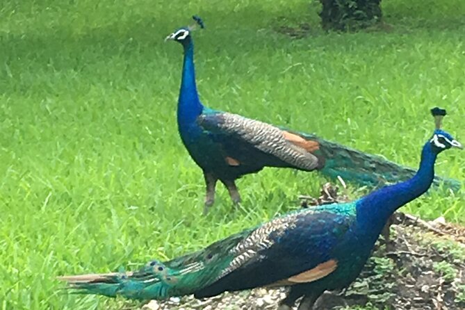 City Tour Miami PLUS and Boat Tour - Coconut Grove: peacocks, gardens, and old Miami