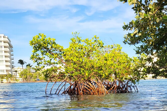 Clear Kayak Eco Tour in Jupiter, Florida - Why the clear kayak makes Jupiter different