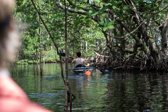 Clear Kayak Tour in North Miami Beach - Mangrove Tunnels - What the 2.5-hour paddle is like