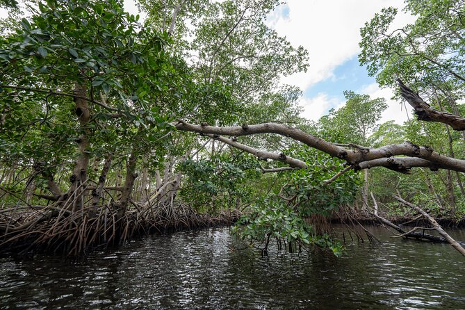 Clear Kayak Tour in North Miami Beach - Mangrove Tunnels - Cancellation and practical preparation