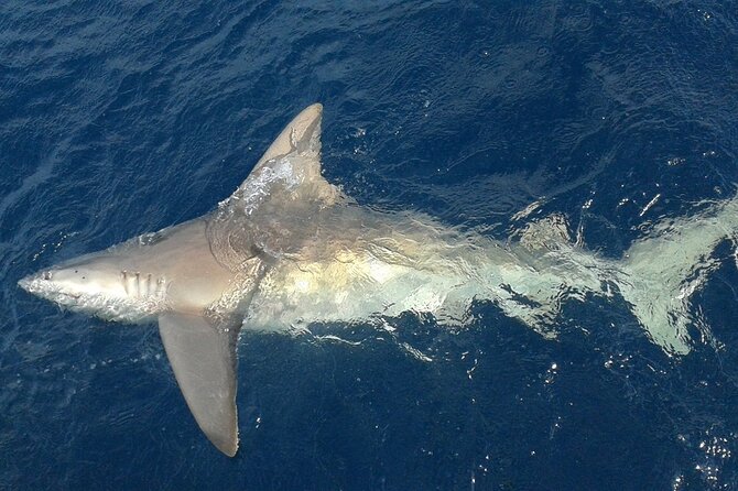 Deep sea fishing charters in Fort Lauderdale aboard 52' Hatteras - What to bring and how to plan the day