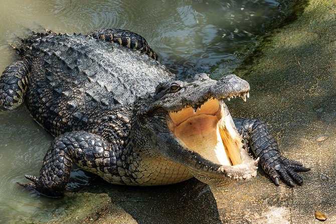 Depart from Miami to discover the Everglades with Airboat tour included! - Practical details that matter