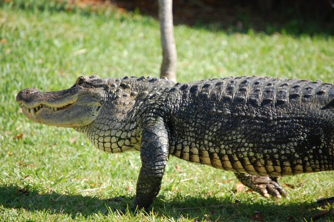 Everglades Admission Ticket with Airboat Ride and Wildlife Show - Key points to know before you go