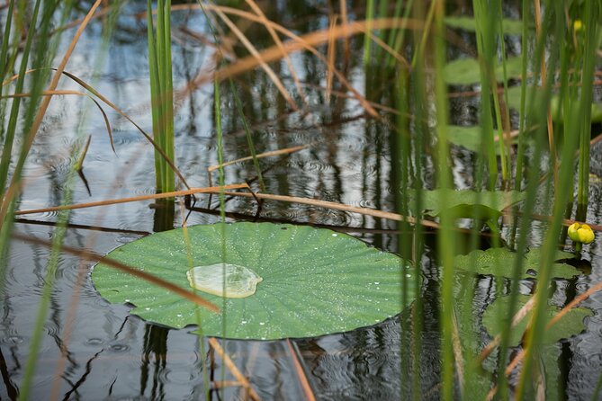 Everglades Admission Ticket with Airboat Ride and Wildlife Show - What you might see in the wild