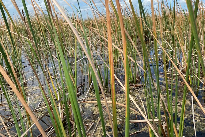 Everglades Airboat Adventure with Roundtrip Bayside Transfer - Wildlife sightings and the alligator show