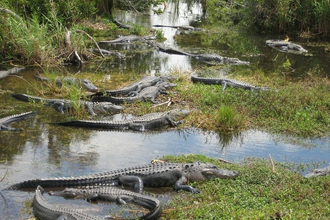 Everglades Airboat Experience – Wildlife & Wetlands - What this Miami Everglades trip actually offers