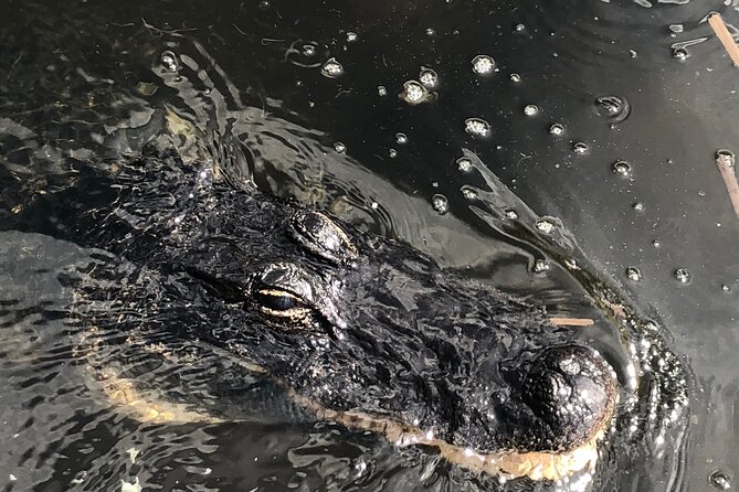 Everglades Airboat Experience – Wildlife & Wetlands - The alligator show and animal exhibits