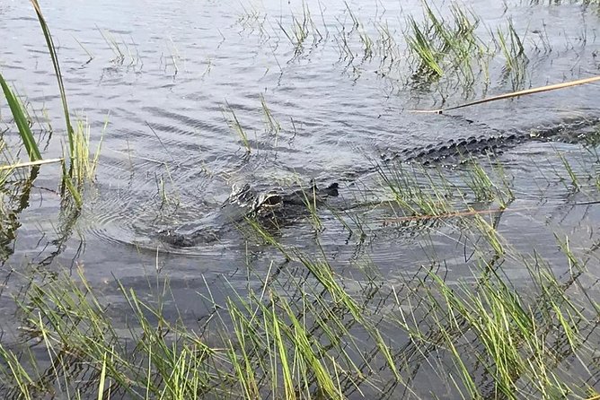 Everglades Airboat Safari Adventure with Transportation - The 40-minute airboat safari