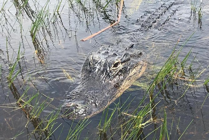 Everglades Airboat Safari Adventure with Transportation - Exhibits, alligator shows, and the limits of free time