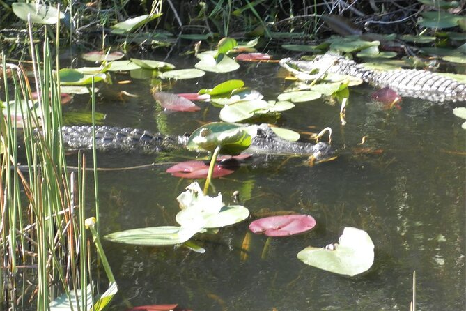 Everglades Airboat Tour from Fort Lauderdale with transportation - Boarding at Dania Beach