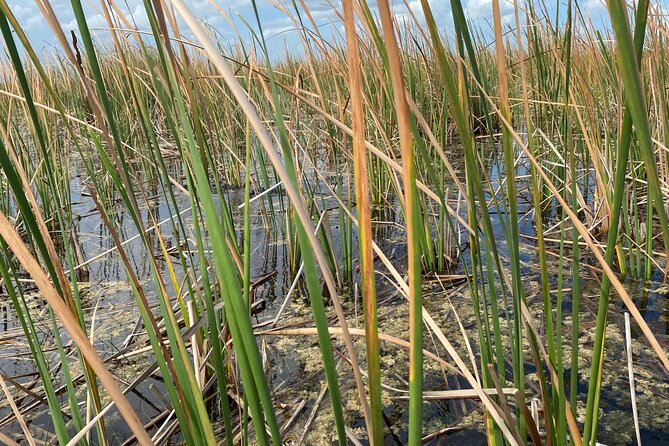 Everglades Airboat Tour with Roundtrip Transportation from Miami - Three hours at the Everglades stop